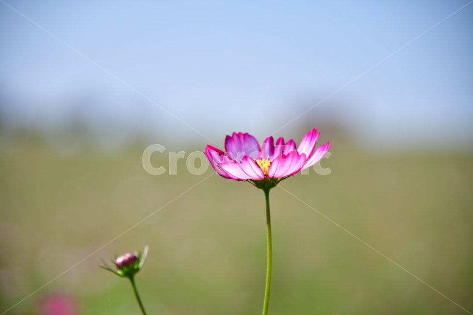 코스모스,가을,자연,꽃,꽃잎,식물,plant,plower,가을,계절,fall,autumn,season,식물,자연,plants,nature,꽃,flower,blossom,petal
