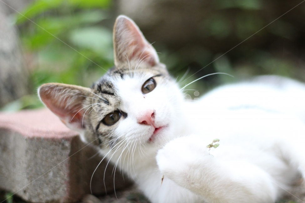동물,고양이,야옹이,빛모아농원,캐논사진,엉댕이,동물,animal,포유류,mammal,고양이,cat,kitten,kitty
