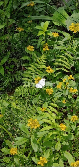 광릉,국립수목원,수목원,광릉수목원,자연,풀숲,숲,숲속,초록,초록색,산