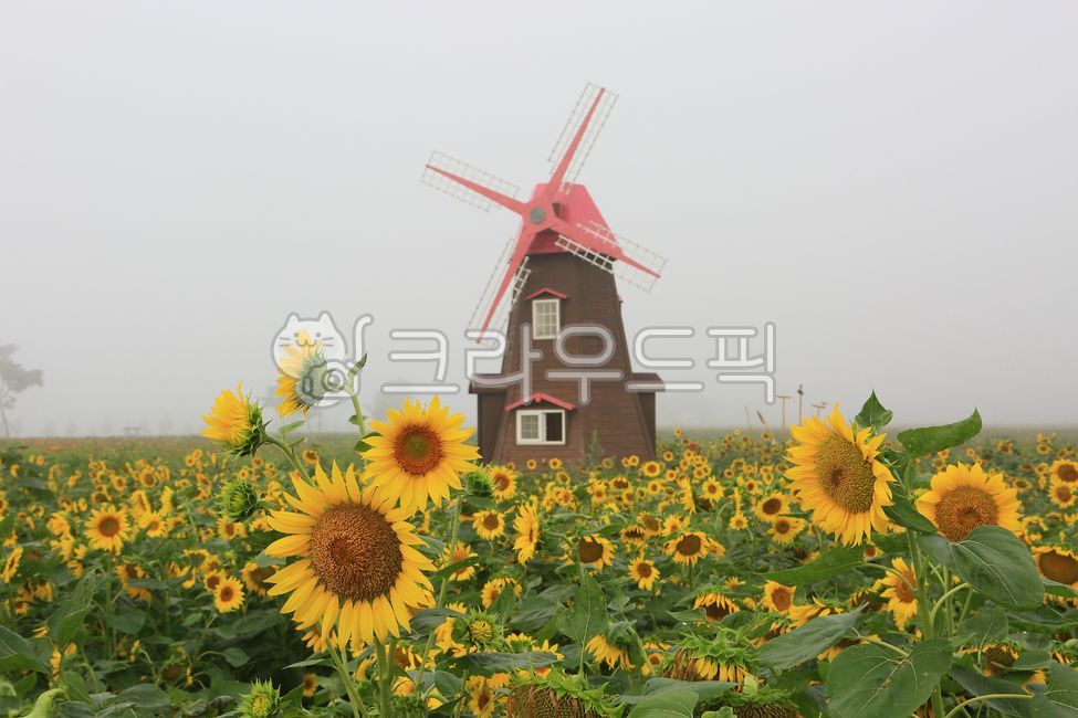 해바라기,플라워,풍차,안개,여름,자연,풍경,남지,flower,sunflower,노란색,감성,하늘,nature,바탕화면,여름배경