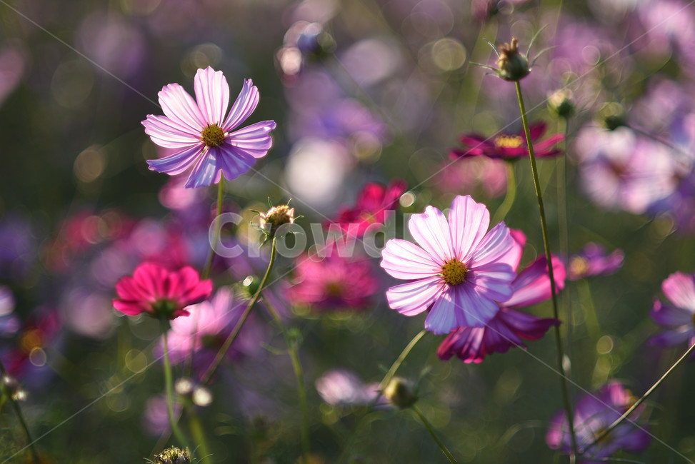 코스모스,식물,풍경,꽃,야생화,가을꽃,flower,가을,가을,계절,fall,autumn,season,식물,자연,plants,nature,꽃,flower,plant,blossom,daisy,데이지,daisies
