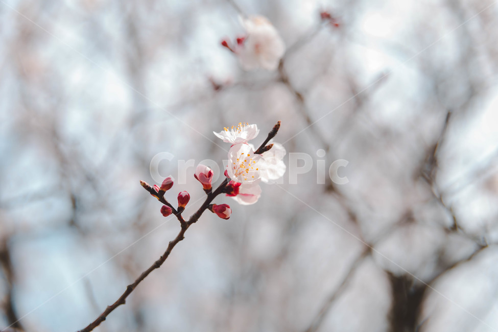 봄,벚꽃,꽃잎,flower,cheeryblossom,봄꽃