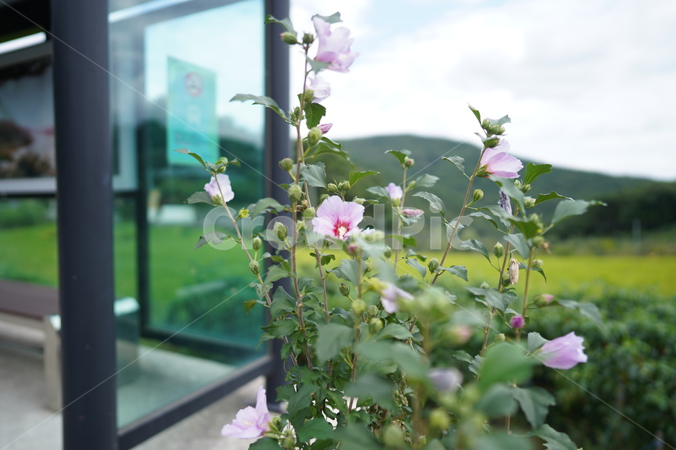 버스정류장,무궁화,기다림,시골정류장,꽃,식물,자연,plants,nature,꽃,flower