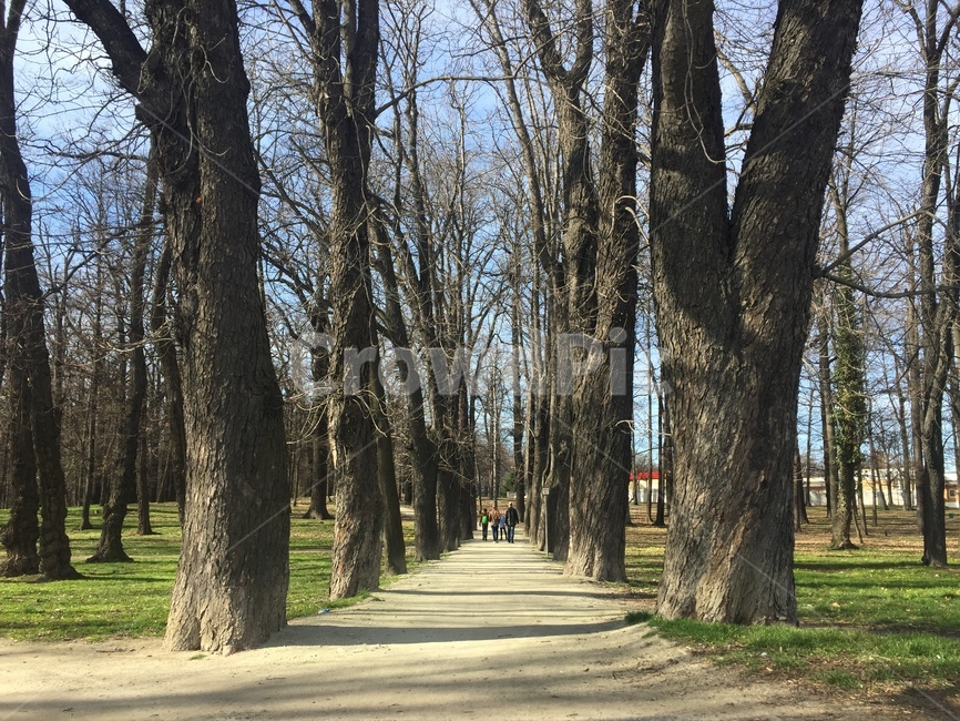 나무,숲,공원,봄,산책,맑음,새싹,따뜻,나뭇가지,park,forest,spring,tree,warm,하늘,sky,초록,자연,풍경,nature,landscape,식물,plants,나무,trees,wood,tree trunk,나무 줄기,plant