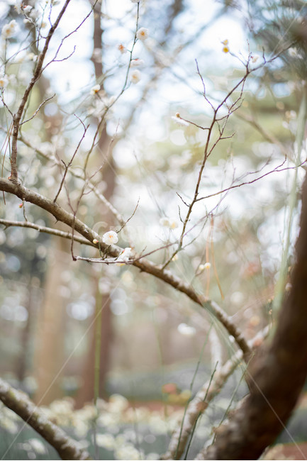매화나무,식물,꽃,한송이,꽃나무,식물,자연,plants,nature,꽃,flower