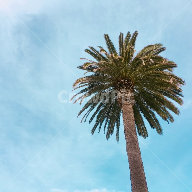 야자수,하늘,자연,나무,휴양지,자연,풍경,nature,landscape,식물,plants,나무,trees,wood,palm tree,tree,plant