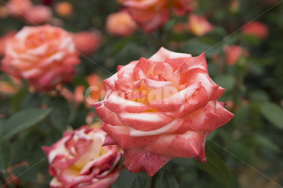 flower,꽃,장미,rose,blossom,식물,plant,식물,자연,plants,nature,꽃,flower