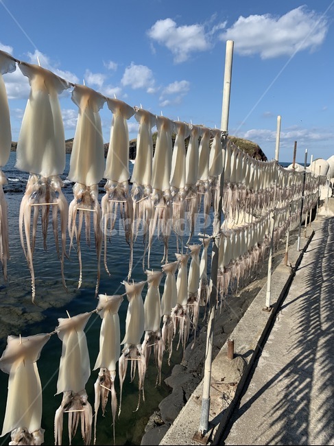 오징어,차귀도,제주,제주도,반건조오징어