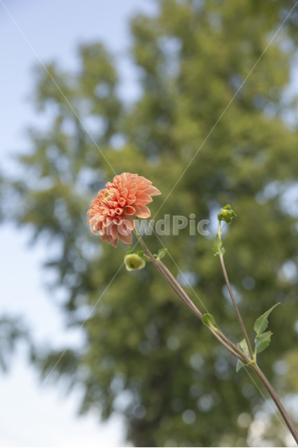꽃,야생화,접사,다홍색,줄기,식물,자연,plants,nature,꽃,flower