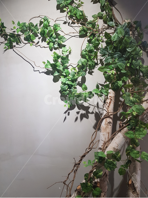 식물,덩굴,조화,인테리어,인공식물,나무,벽,실내장식,조명,artificial,tree,fake,vine,leaf,interior,wood,wall,light