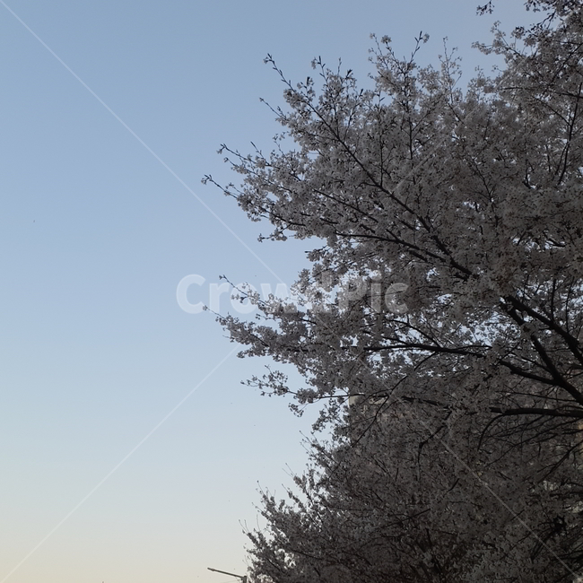벚꽃,cherryblossom,꽃,벚나무,벚꽃나무,flower,식물,자연,plants,nature,꽃,flower,나무,trees,wood