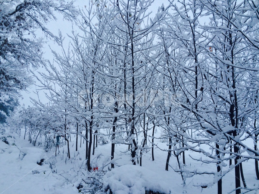 풍경,landscape,자연,winter,snow,겨울,눈,nature,나무,tree,겨울,계절,winter,season