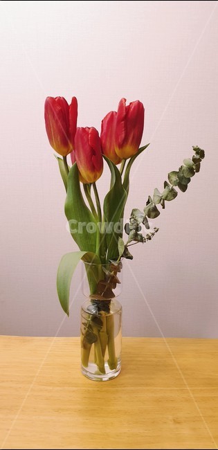 식물,plant,병장식,꽃,꽃꽂이,홈인테리어,인테리어소품,튤립,장식,실내용화초,화분,화초,house plant