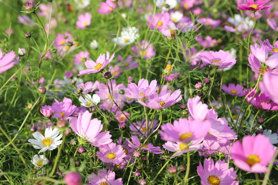 코스모스,가을,꽃,cosmos,식물,계절,자연,가을,계절,fall,autumn,season,식물,자연,plants,nature,꽃,flower,plant,anemone,아네모네,blossom