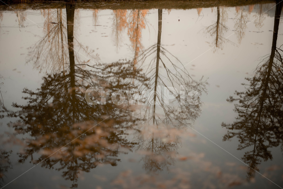 가을,메타쉐콰이어,메타쉐콰이어길,단풍,낙엽,담양,하늘,가을,계절,fall,autumn,season,자연,풍경,nature,landscape,outdoors,옥외,land,땅,water,물