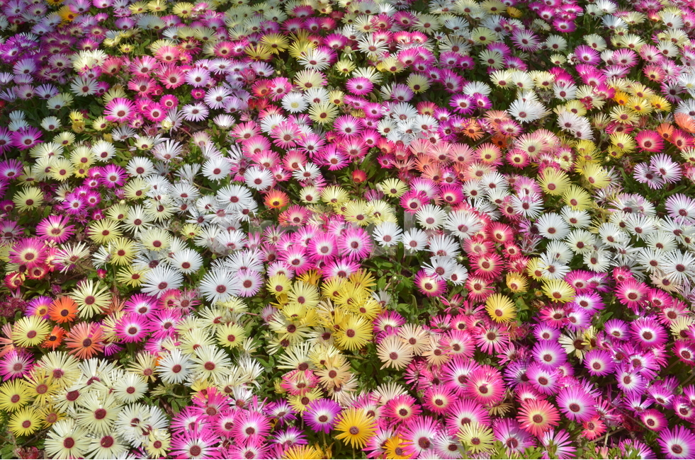 봄,꽃,핑크,노랑,꽃잎,봄,계절,spring,season,식물,자연,plants,nature,꽃,flower,plant,blossom,daisy,데이지,daisies