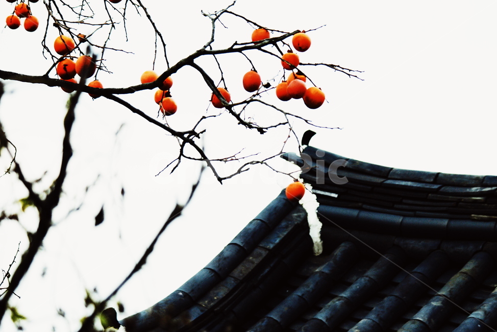 가을,나무,감,사찰,nature,landscape,한국자연풍경,한국자연경관,koreanaturelandscape,감성,sensible,feeling,rural,한국전통,한국문화,koreatraditional,koreaculture,plant,trees,식물,자연,plants,nature,과일,열매,fruit