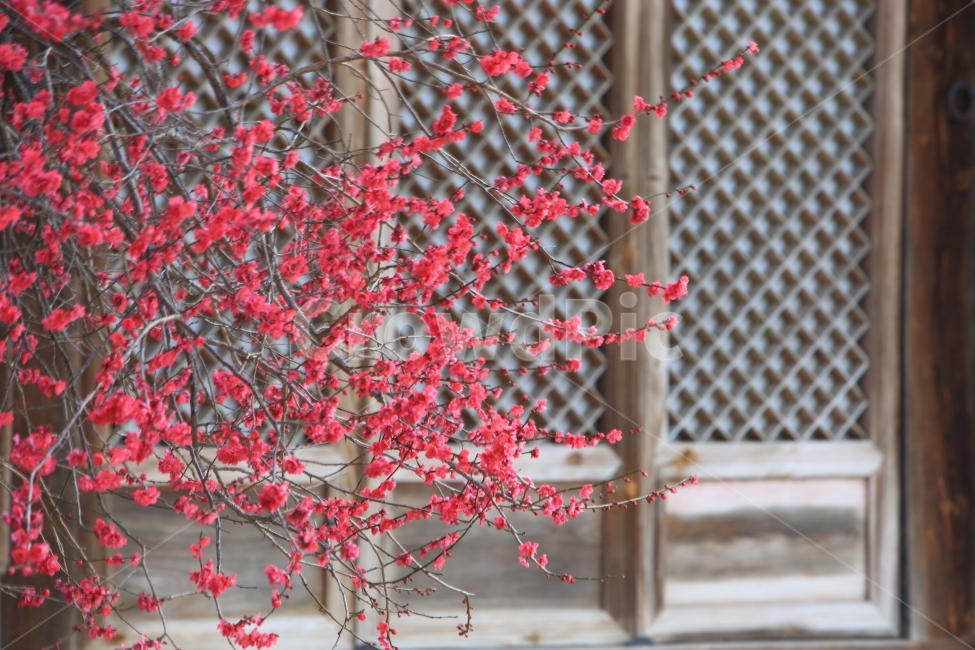 홍매화,봄꽃,자연,풍경,사찰,봄,계절,spring,season,한국전통,한국문화,korean traditional,korean culture,식물,자연,plants,nature,꽃,flower,plant