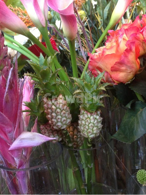 파인애플,식물,꽃,plant,pineapple,flower,식물,자연,plants,nature,꽃,flower,과일,열매,fruit