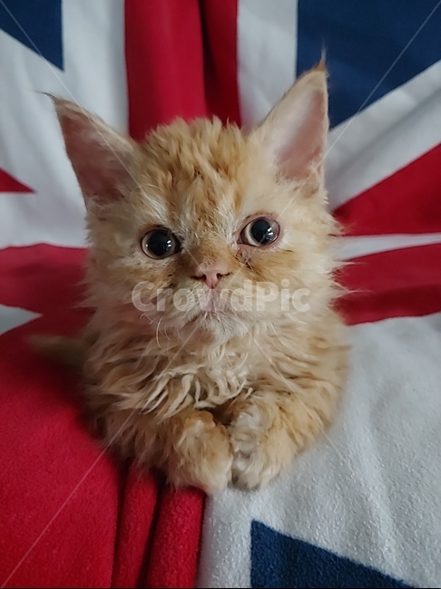 고양이,아기고양이,cat,kitten,셀커크렉스,selkirkrex,치즈태비,귀여움,동물,animal,포유류,mammal,고양이,cat,kitten,kitty