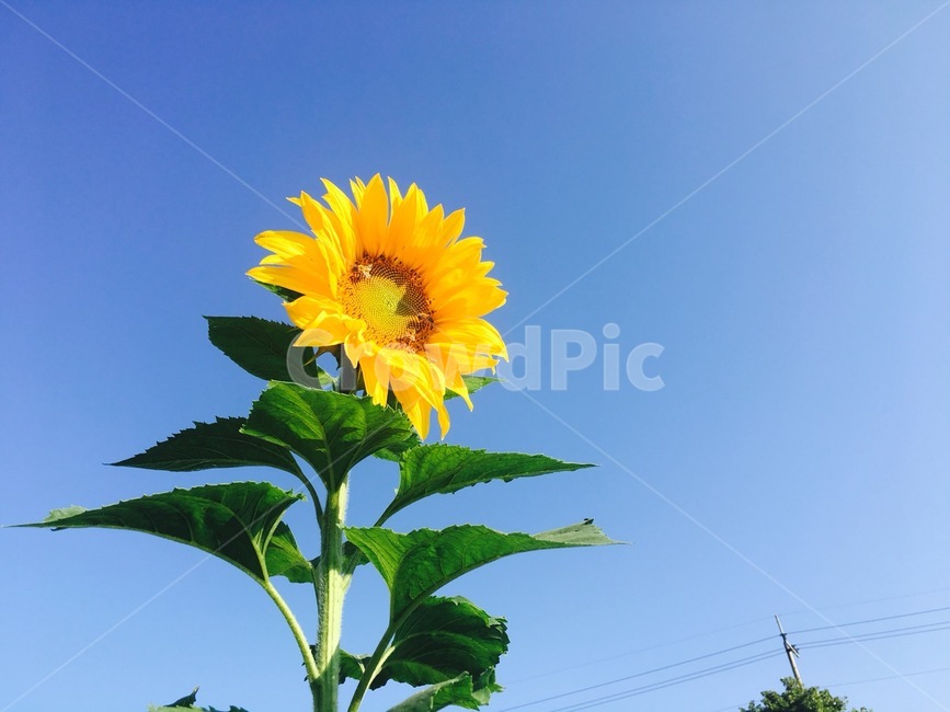 하늘,해바라기,자연,풍경,꽃,여름,계절,summer,season,식물,자연,plants,nature,꽃,flower,plant
