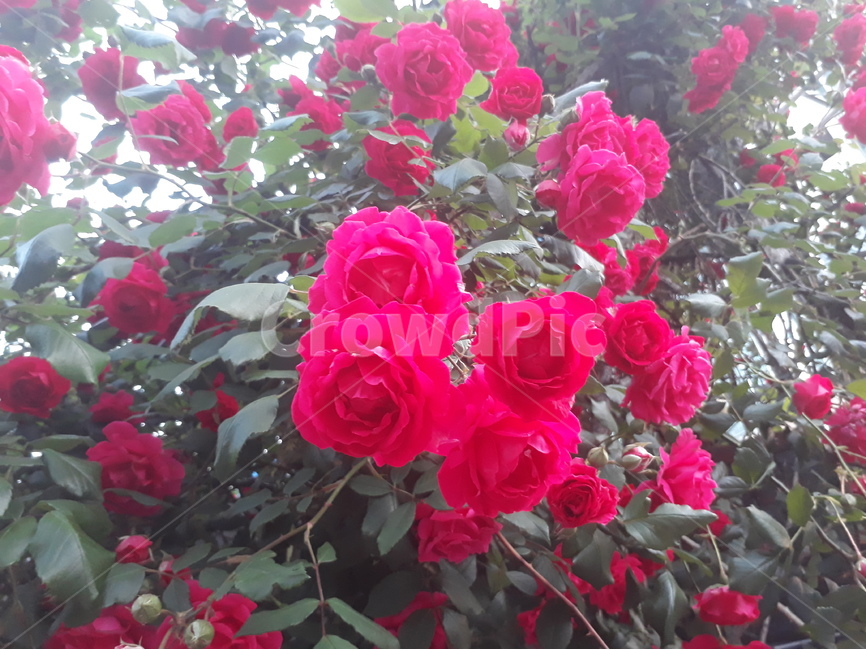 붉은장미,장미,꽃,5월,정열,따스함,자연,식물,자연,plants,nature,꽃,flower