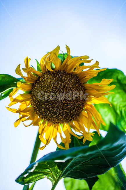 식물,꽃,해바라기,flower,sunflower,식물,자연,plants,nature,꽃,flower