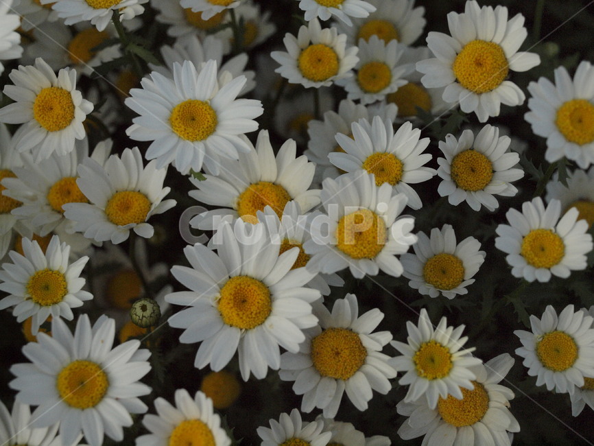 plant,식물,감성,daisy,daisies,데이지,flower,꽃,식물,자연,plants,nature,꽃,flower