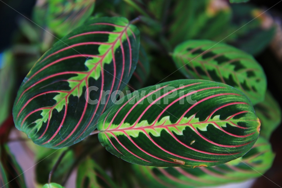 flower,blossom,꽃,plant,식물,leaf,잎