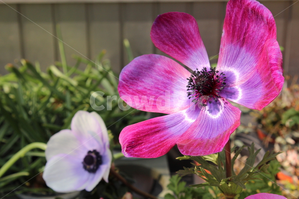 꽃,자연,nature,flowers,background,식물,자연,plants,nature,꽃,flower