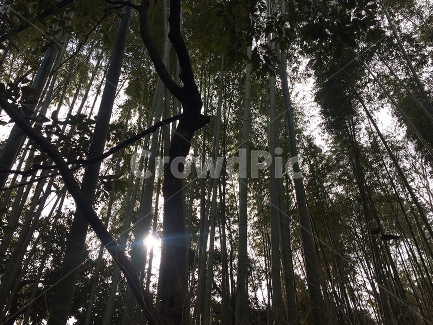 대나무숲,대나무,bamboo,forest,greennature