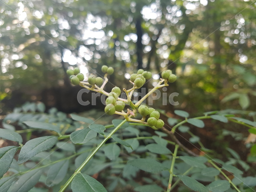 plant,식물,bud,싹,blossom,flower,꽃,sprout,새싹,식물,자연,plants,nature