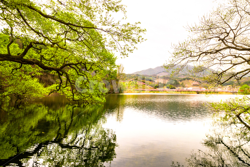경산,반곡지,봄,초록색,저수지,나무,봄,계절,spring,season,자연,풍경,nature,landscape,한국자연풍경,한국자연경관,korea nature landscape,water,물,outdoors,옥외