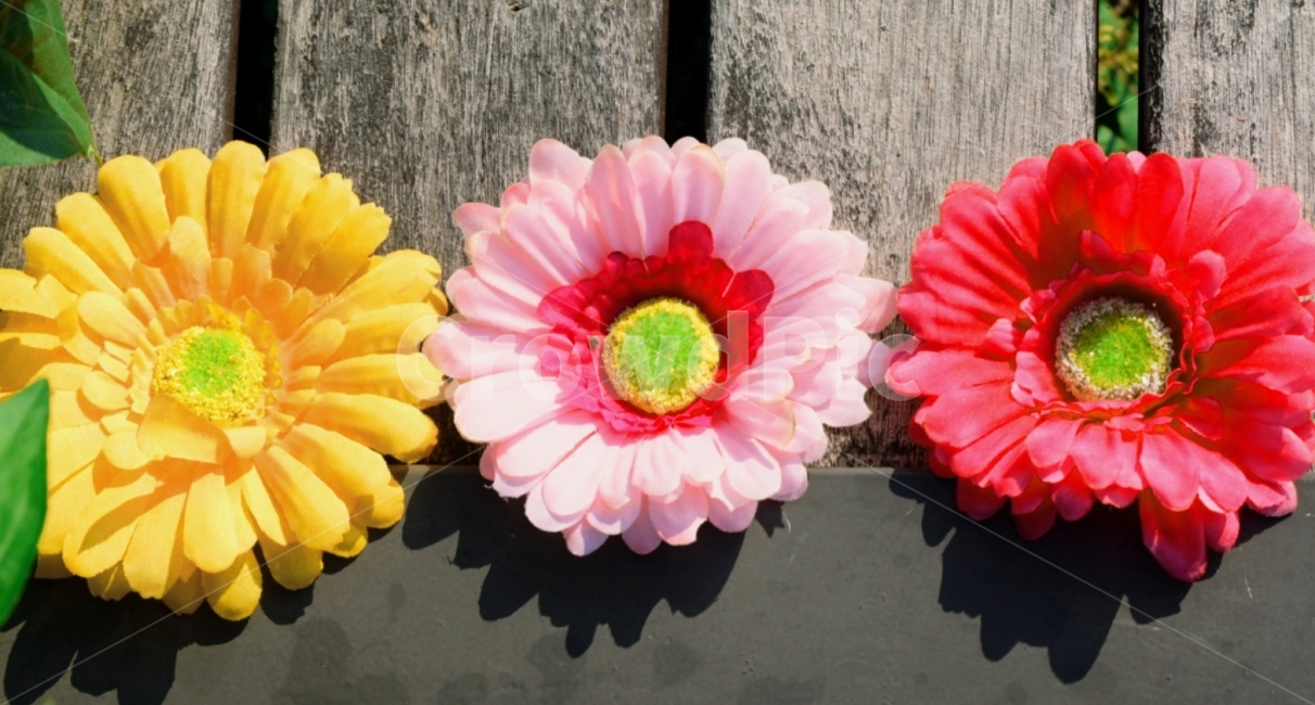 꽃,floers,미니말리스트,minimalist,가을,식물,자연,plants,nature,꽃,flower