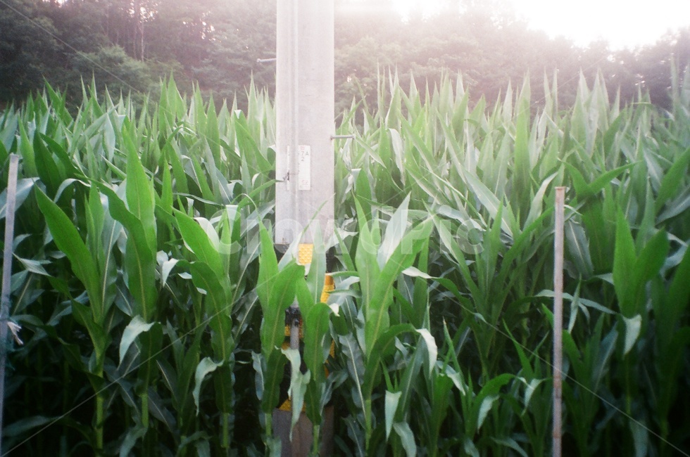 옥수수,전봇대,시골,시골풍경,밭,자연,식물,자연,plants,nature