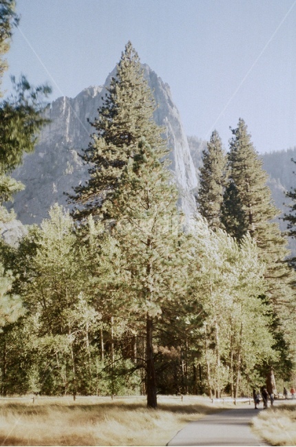 나무,자연,풍경,들판,미국,샌프란시스코,요세미티,자연,풍경,nature,landscape,해외,외국,세계,foreign,oversea,world,세계자연풍경,해외자연풍경,외국자연풍경,world nature landscape,tree,plant,식물,abies,아비,fir,전나무,conifer,구과 식물