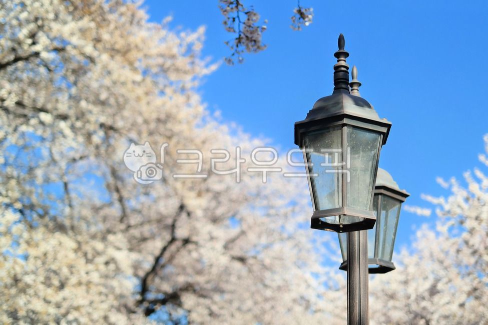 cherry,pink,Cherry Blossom,beauty,cherryblossom,petals,april,Street lamp,spring,spring flowers,petal,plants,sight,season,Emotion,sensible,sky,blossom,nature,spring weather,tree,feeling,flower,cherry blossom tree,background,plant,Wallpapers