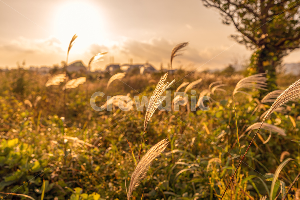갈대,억새,노을,일몰,풍경,자연,가을,가을,계절,fall,autumn,season,자연,풍경,nature,landscape,grass,잔디,plant,식물,food,음식,grain,곡물,vegetable,야채