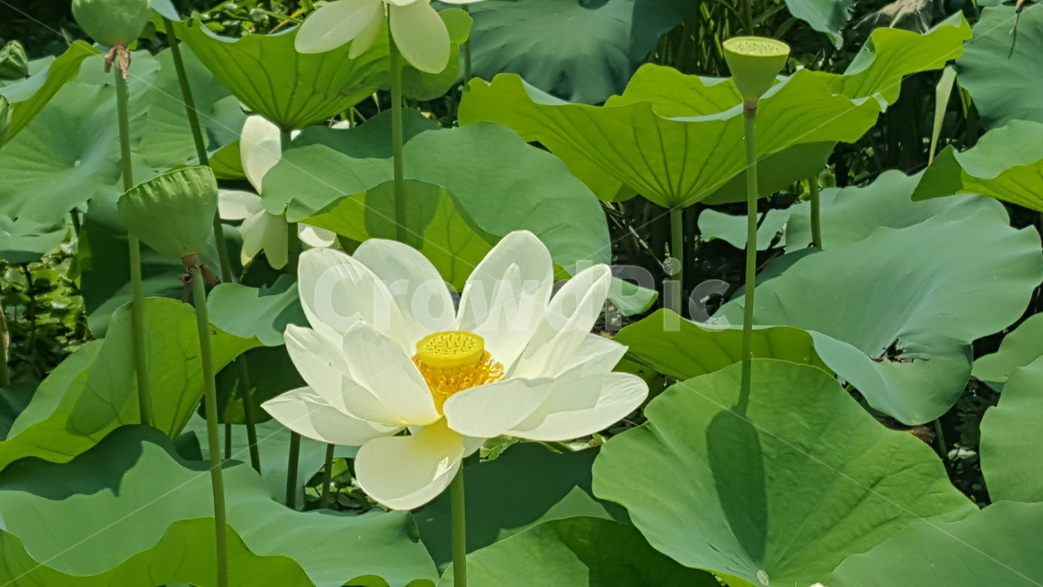 plant,식물,blossom,flower,연꽃,식물,자연,plants,nature,꽃,flower