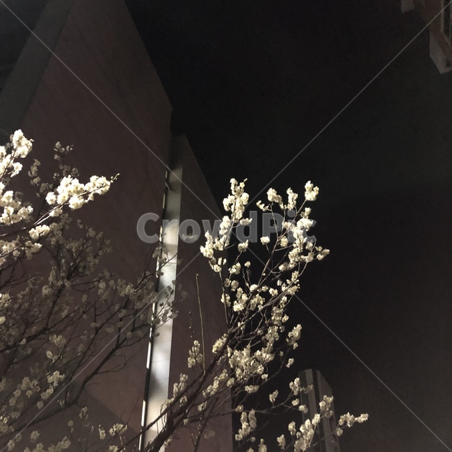 꽃,목련,하늘,어둠,밤