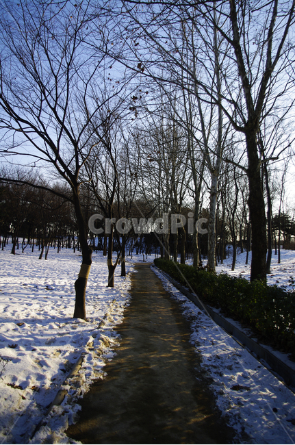 숲,나무,식물,plant,자연,nature,겨울,winter,풍경,설경,눈,길,겨울,계절,winter,season,자연,풍경,nature,landscape,tree,tree trunk,나무 줄기