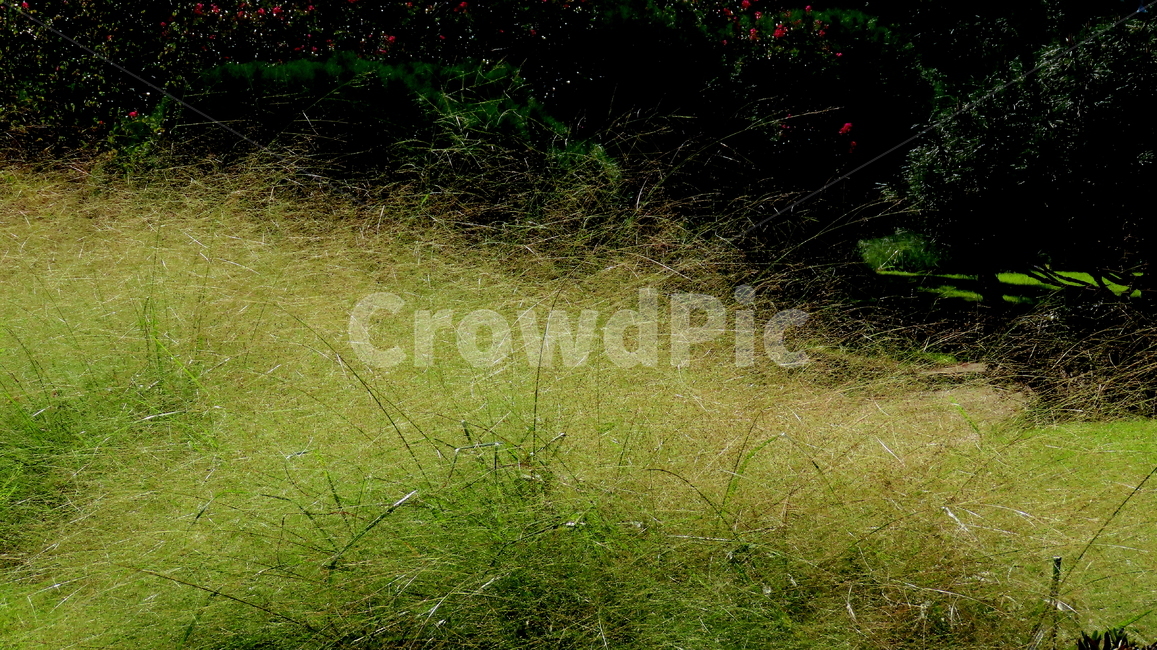 식물,풍경,plant,grass,잔디,식물,자연,plants,nature