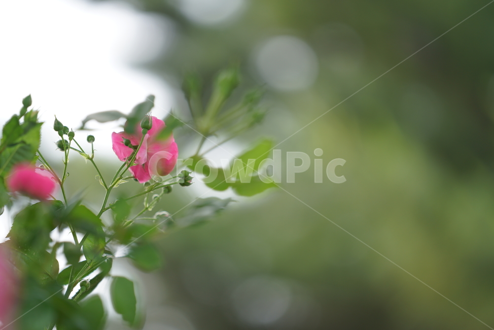 장미,감성,꽃,플라워,로즈,rose,느낌,생명,생물,식물,녹색,그린,색감,컬러