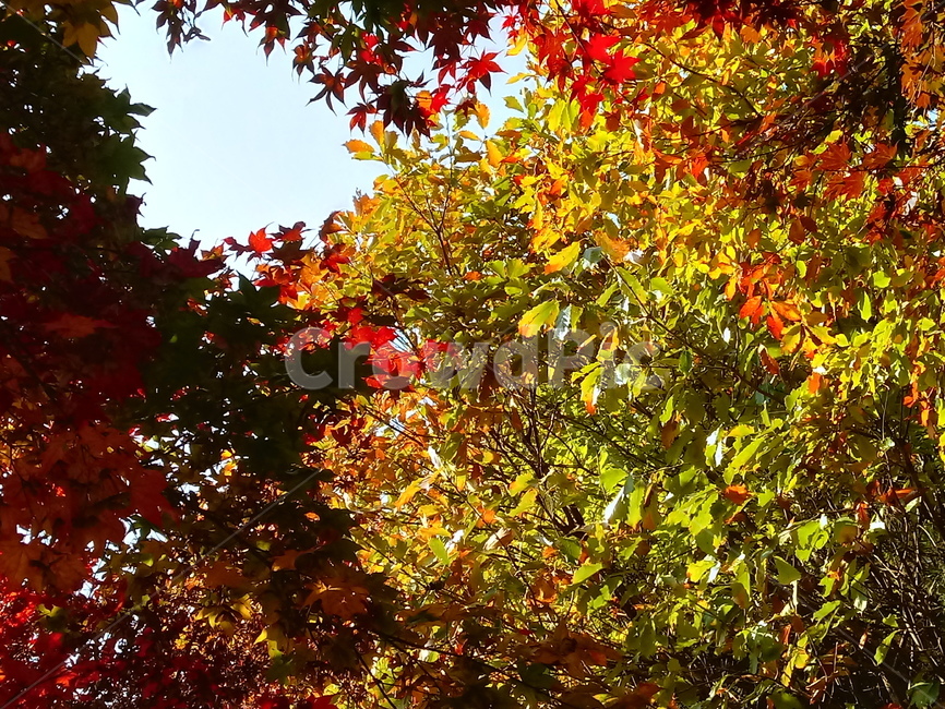 낙엽,단풍,落葉,leaves,나뭇잎,단풍나무,식물,maple,낙엽활엽관목,잎,계절,가을,자연,풍경,outdoors,옥외,fallautumnseason,naturelandscape,풍경사진,가을,계절,fall,autumn,season,leaf,plant,tree,나무