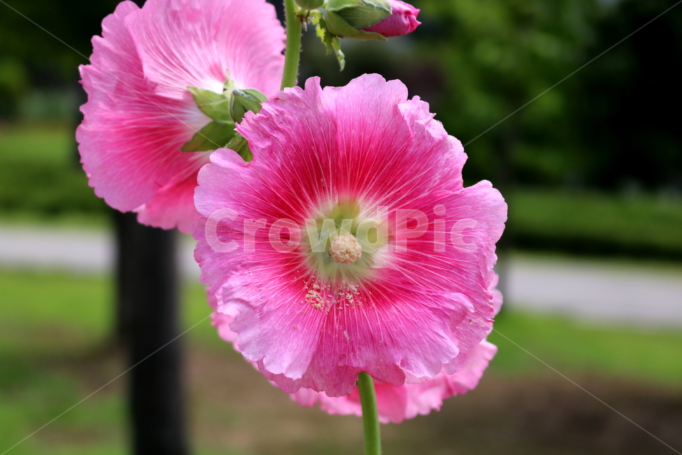 꽃,접시꽃,식물,아욱과,촉규화,관상용,식물,자연,plants,nature,꽃,flower