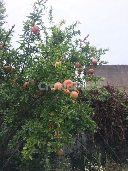석류,석류나무,과실수,나무,여름나무,식물,자연,plants,nature,나무,trees,wood,과일,열매,fruit