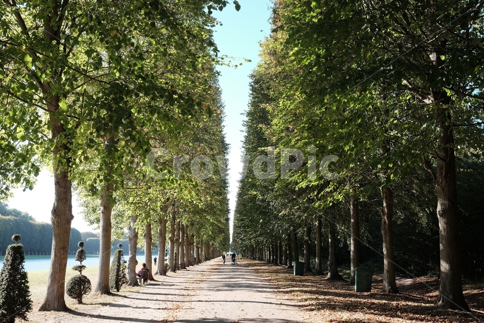 프랑스,파리,베르사유궁전,산책길,낙엽,정원,가로수,자연,풍경,nature,landscape,해외,외국,세계,foreign,oversea,world,세계자연풍경,해외자연풍경,외국자연풍경,world nature landscape,path,통로,outdoors,옥외,garden