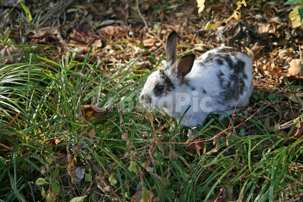 동물,토끼,animal,자연,rabbit