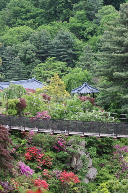 구름다리,한국전통,봄꽃,풍경,봄,아침고요수목원,식물,들꽃,감성,힐링,자연,풍경,nature,landscape,한국자연풍경,한국자연경관,korea nature landscape,outdoors,옥외,garden,정원,arbour,정자