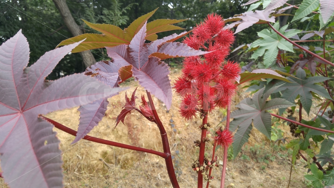 아주까리,자연,식물,빨간색,잎,계절,가을,열매,식물,자연,plants,nature